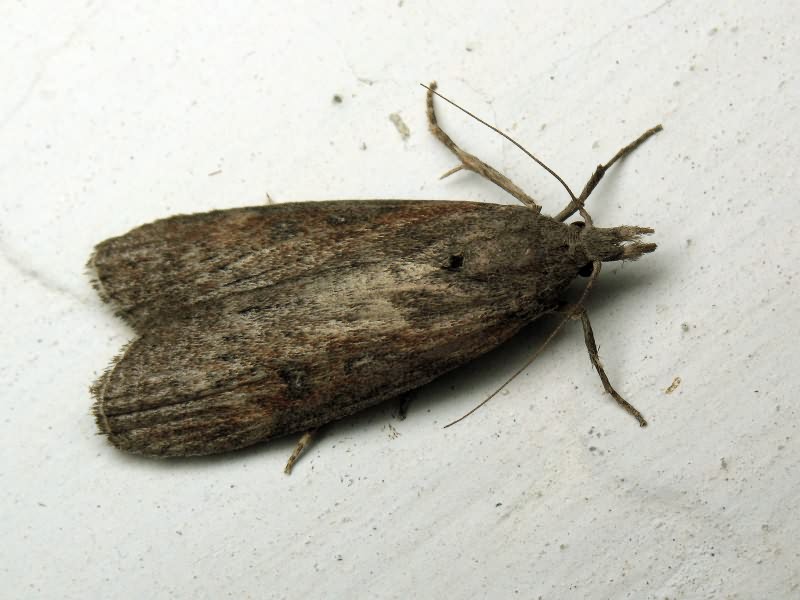 Pyralidae